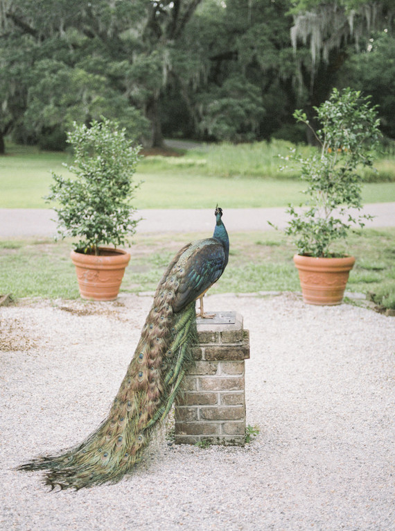 Ultra romantic southern wedding at Magnolia Plantation and Gardens in Charleston