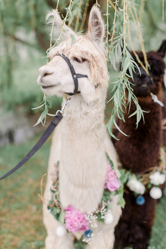 Apple orchard wedding inspiration in Mont Saint Hilaire, Quebec