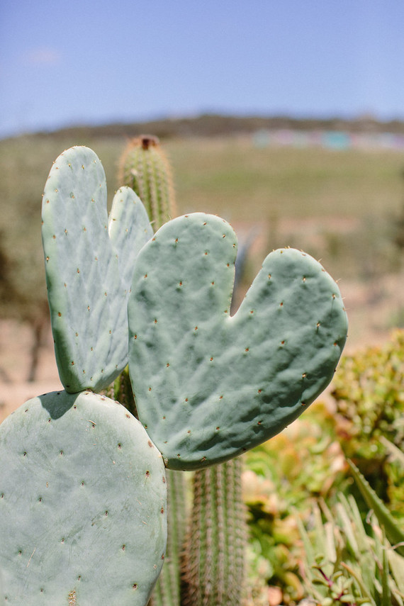 An insider's guide to the Guadalupe Valley in Baja on 100 Layer Cake
