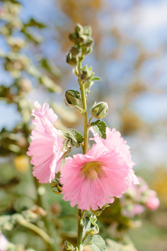 An insider's guide to the Guadalupe Valley in Baja on 100 Layer Cake