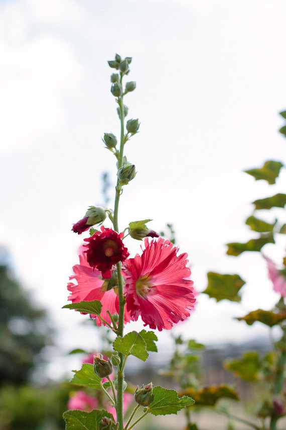 An insider's guide to the Guadalupe Valley in Baja on 100 Layer Cake