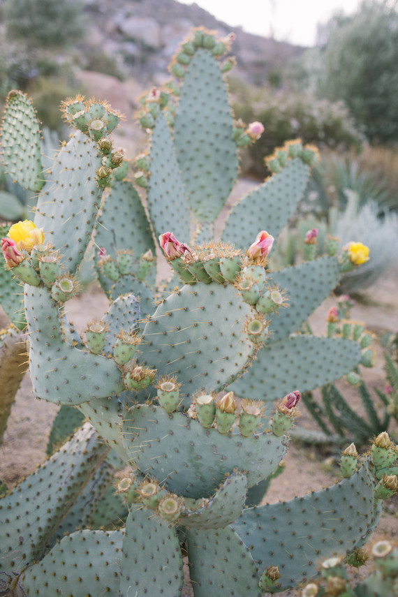 An insider's guide to the Guadalupe Valley in Baja on 100 Layer Cake