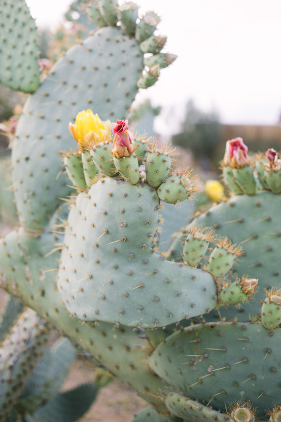 An insider's guide to the Guadalupe Valley in Baja on 100 Layer Cake