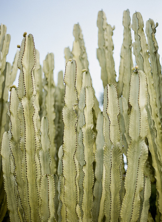 Cactus garden wedding venue in Montecito