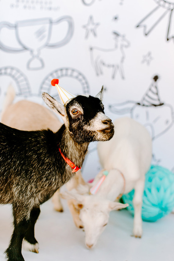 Greatest of All Time (G.O.A.T.) first birthday cake smash session Inspiration
