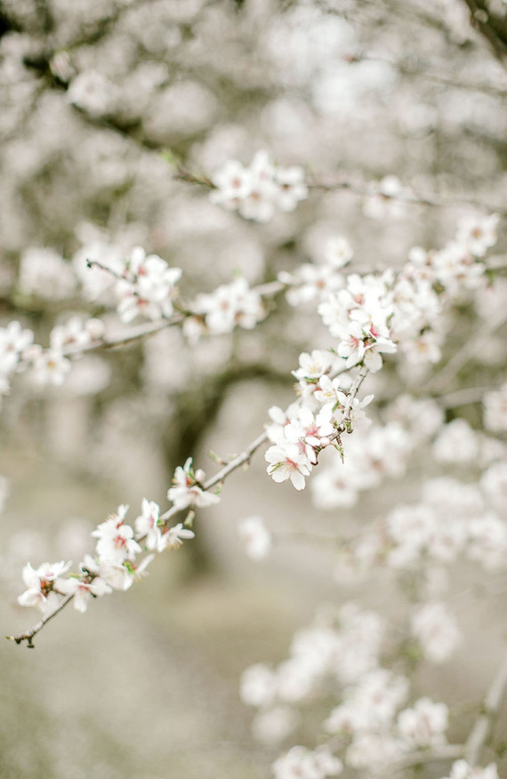 Almond orchard maternity photos in the central valley of California