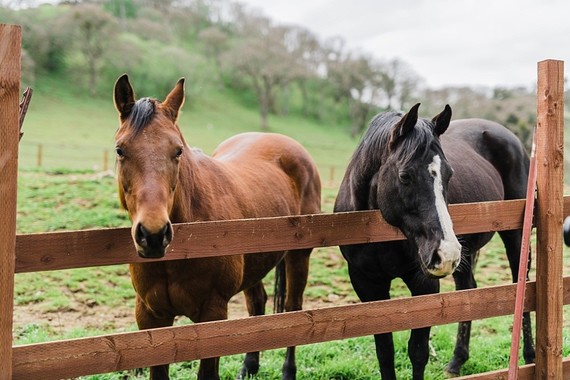 Boho Western boy's baby shower