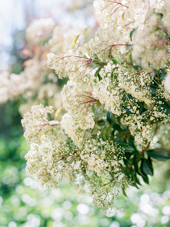 High tea backyard baby shower with baby animals