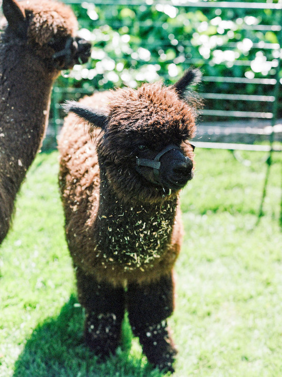 High tea backyard baby shower with baby animals