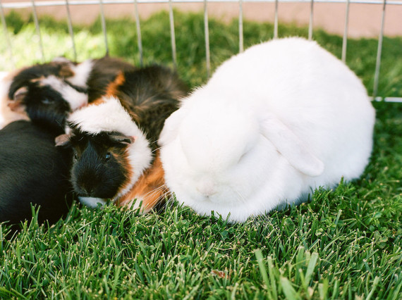 High tea backyard baby shower with baby animals