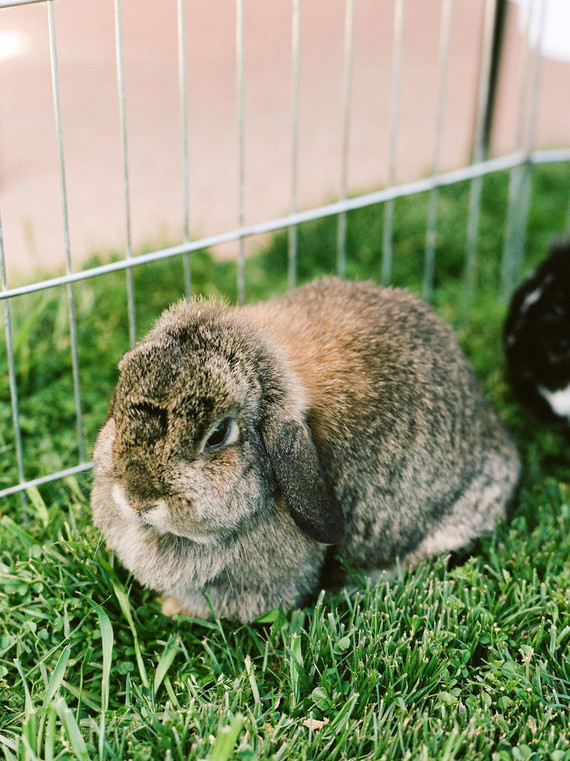 High tea backyard baby shower with baby animals