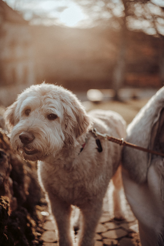 Bohemian fall elopement inspiration at Lichtenstein Castle