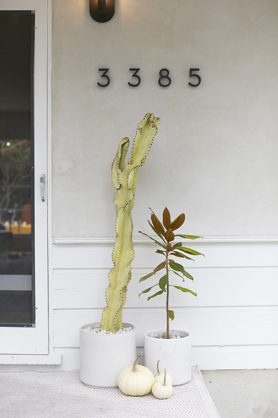 Cactus entryway