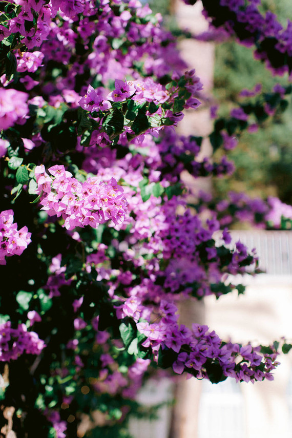 bougainvillea wedding venue Inspiration