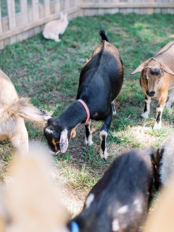 petting zoo for baby shower