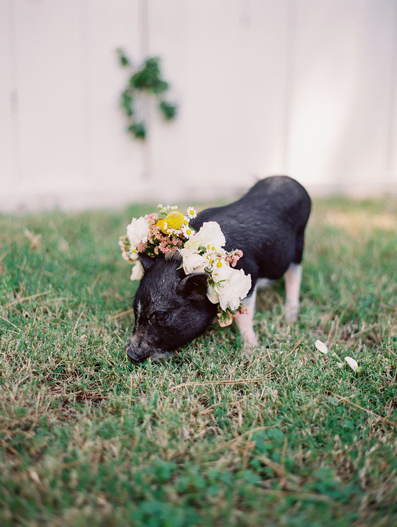 petting zoo for baby shower