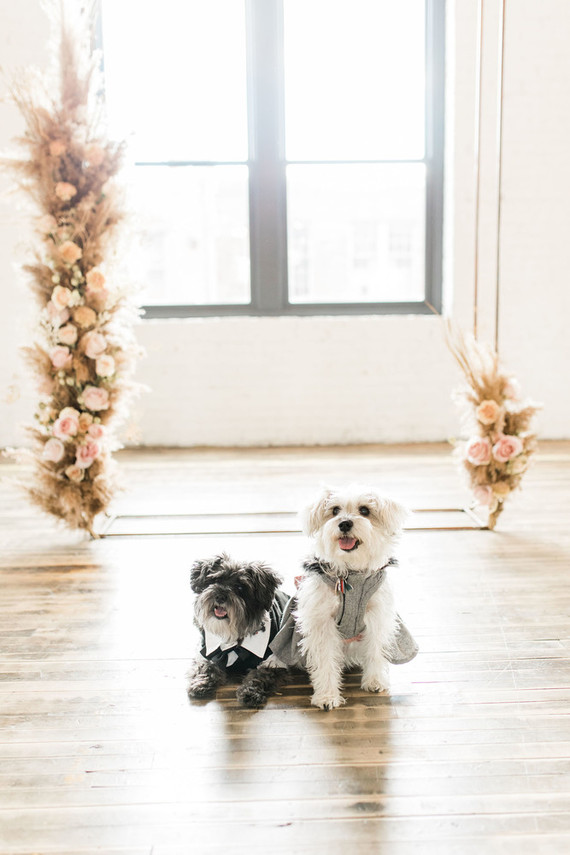 Wedding pets