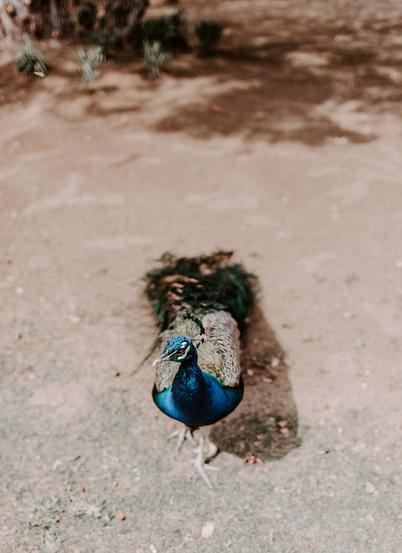 Mexico micro wedding