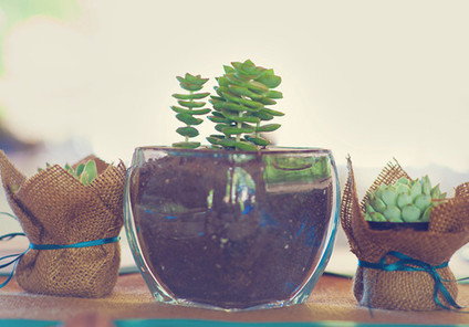Lake-front wedding succulent table centerpieces