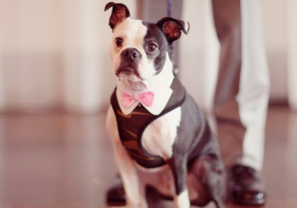 Virginia Vineyard Wedding