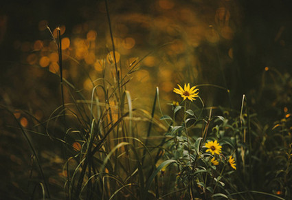 Tyler and Katie Branch Wedding Inspiration