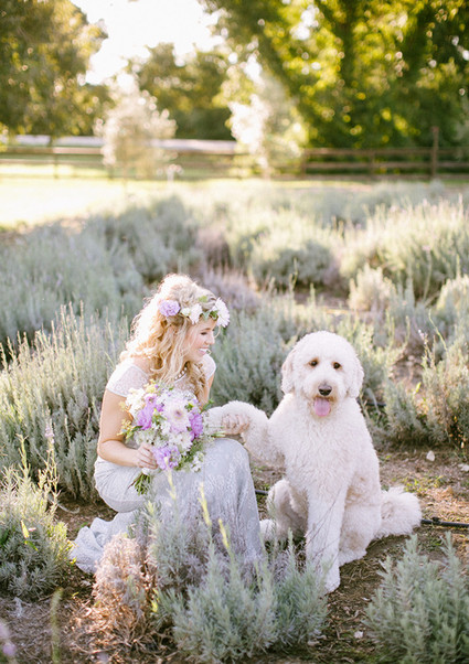 Lavender farm inspiration bride with dog Inspiration