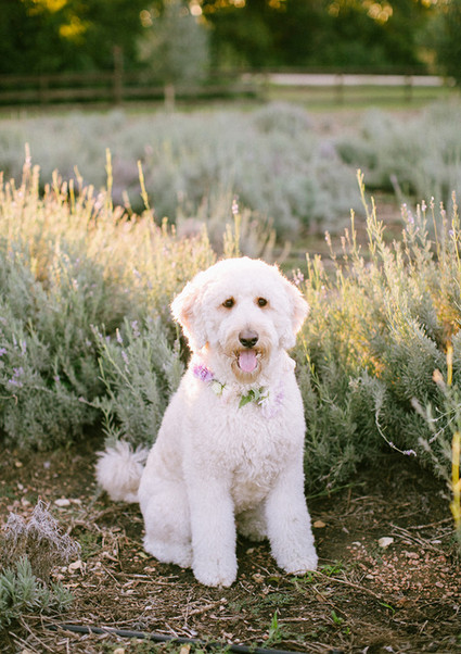 Lavender farm inspiration dog
