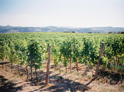 Elegant Portugal vineyard wedding Wedding Inspiration