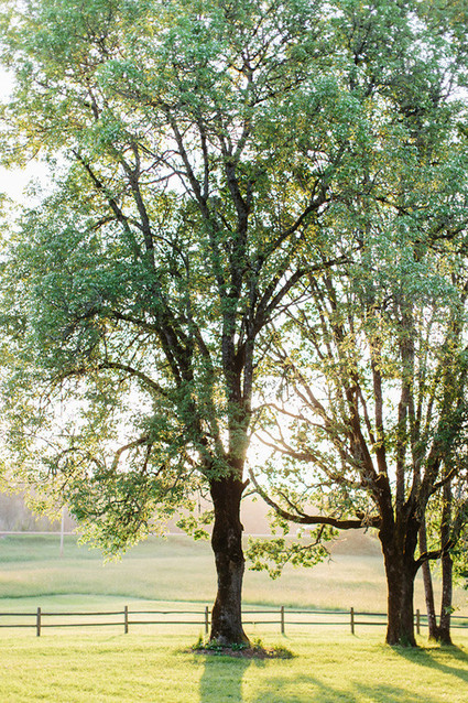 Birds & Honey Wedding Inspiration