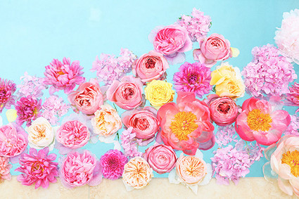 Pink peony flowers