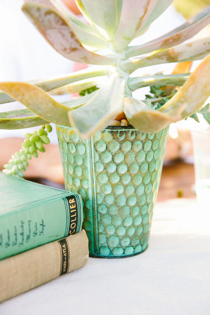 Potted succulent