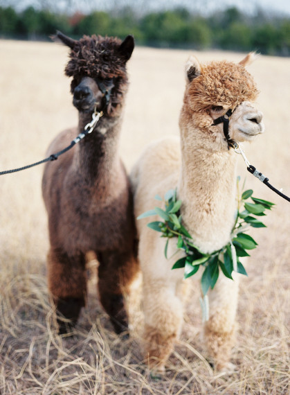 Alpaca Farm wedding inspiration Inspiration