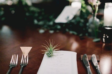 Air plant decor