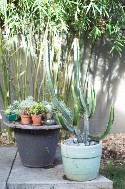 Cactus and plants