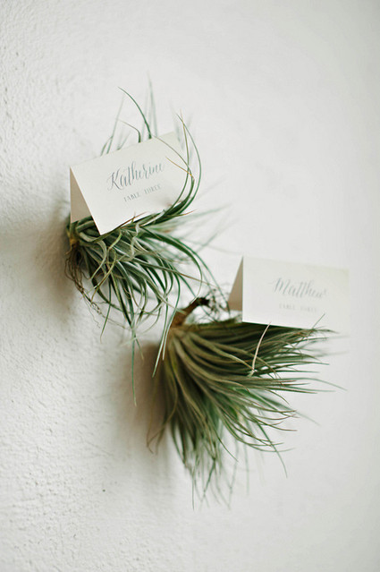 Air Plant escort cards Inspiration