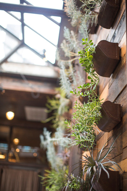 Airplant wall decor
