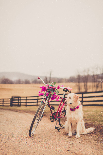 Pink wedding getaway bike