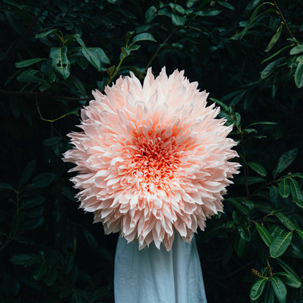 Oversized dahlia paper flower