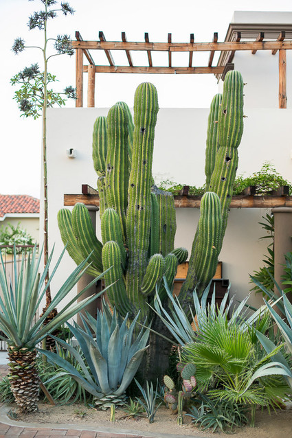 cacti Inspiration