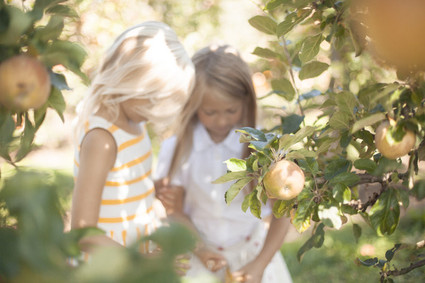 apple picking