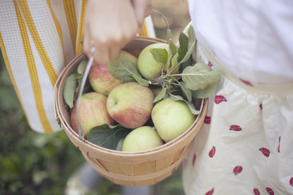 apple picking