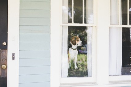 pooch Inspiration