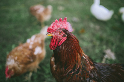 Rooster Inspiration