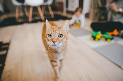 Orange cat