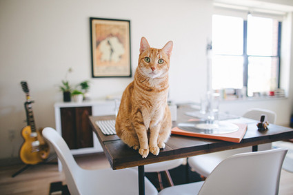 Brooklyn family session