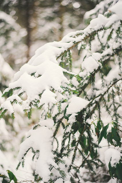 Snow laden trees