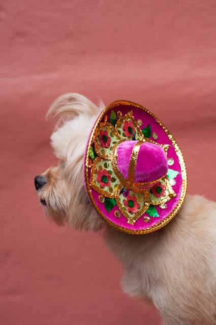 pink dog sombrero