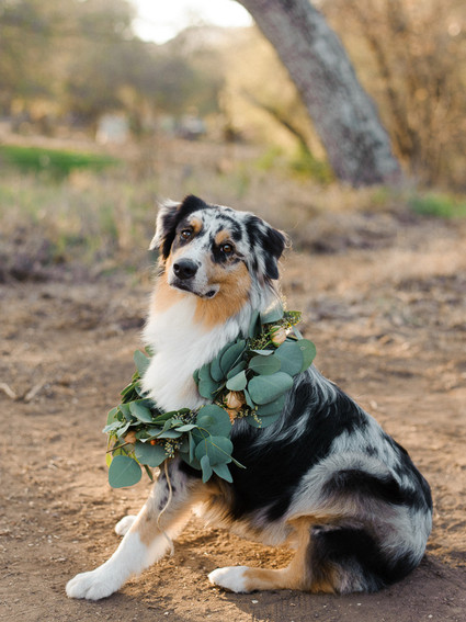 Wedding pets