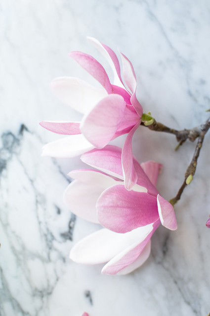 magnolia blooms
