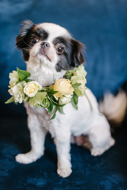 Wedding animals